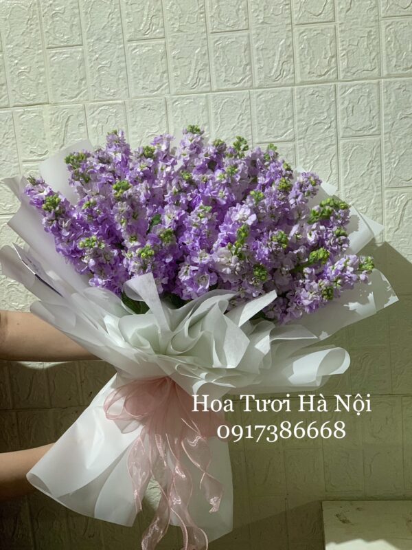 Như đã dấu yêu - HB036